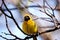 Masked Weaver in a tree