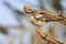 Maskerklauwier, Masked Shrike, Lanius nubicus