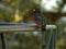 Maskertrogon, Masked Trogon, Trogon personatus