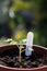 Maskotka cherry tomato seedling.