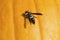 Mason Wasp