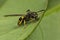 Mason Wasp