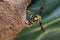 Mason wasp building nest