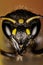 Mason Wasp, Wasp, Ancistrocerus sp