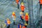 Mason worker leveling concrete with trowels, mason hands spreading poured concrete. Concreting workers are leveling poured liquid