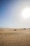 Maspalomas coastal sand dunes in Gran Canaria, Spain. Desert-like sand area, blue sky and sunshine. No people in sight, just