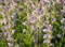 Mass of Baptisia False Indigo Flowers in Sunshine