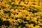 Mass of Black-Eyed Susan yellow flowers blooming in a garden, as a nature background