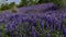 Mass bloom of purple lupine on levee with strong gusty of wind