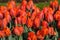 Mass of bright red tulips