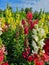 A mass of colourful antirrhinum garden flowers