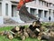 Mass cutting of adult poplars in the city. The excavator with bucket moves the wooden pieces