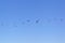 Mass formation of 14 Australian Military helicopters flying over Sydney Harbour