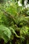 Mass of fronds on a group of tree ferns