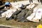 Mass grave for victims of typhoon Haiyan in Philippines