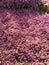 Mass of heather in flower at Burnby Hall Gardens, Pocklington