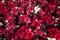 Mass of live red and white variegated poinsettia plants