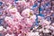 Mass of pink cherry blossom in detail