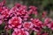 Mass of pink roses with blurred mottled background