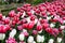 Mass planting bright pink tulips with white edges and white tulips in a garden