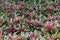 A mass planting of Neoregelia Fireball Bromeliad plants with red and green leaves