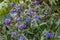 Mass of Pulmonaria Blue Ensign flowers in spring