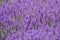 Mass of purple Salvia