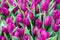 Mass of Purple Tulips
