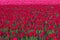 Mass of red tulips growing in a field