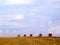 Mass soybean harvesting