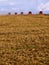 Mass soybean harvesting