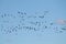 Mass spring migration of geese. Very large flock of Greater white-fronted geese Anser albifrons flying against blue sky