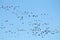 Mass spring migration of geese. Very large flock of Greater white-fronted geese Anser albifrons flying against blue sky