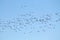 Mass spring migration of geese. Very large flock of Greater white-fronted geese Anser albifrons flying against blue sky