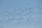 Mass spring migration of geese. Very large flock of Greater white-fronted geese Anser albifrons flying against blue sky