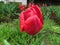 Mass tinge of tulips. Red tulips on the green background of foliage.
