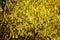 Mass of vibrant yellow winter hazel flowers