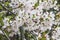 Mass of white cherry blossoms on tree in Japan