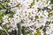 Mass of white cherry blossoms on tree in Japan