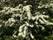 Mass of white flowers on Hawthorn bushes