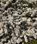 Mass of white flowers on Hawthorn bushes