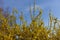 Mass of yellow flowers of forsythia against blue sky in March