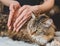 Massage movements with the edges of the palms of the hands in the back of the Siberian cat