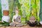 Massage oils with a Buddha figurine