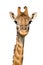 Massai Giraffe