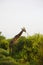 Massai-Giraffe in Tsavo East National Park, Kenya, Africa