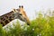 Massai-Giraffe in Tsavo East National Park, Kenya, Africa