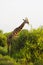 Massai-Giraffe in Tsavo East National Park, Kenya, Africa