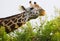 Massai-Giraffe in Tsavo East National Park, Kenya, Africa