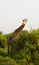 Massai-Giraffe in Tsavo East National Park, Kenya, Africa